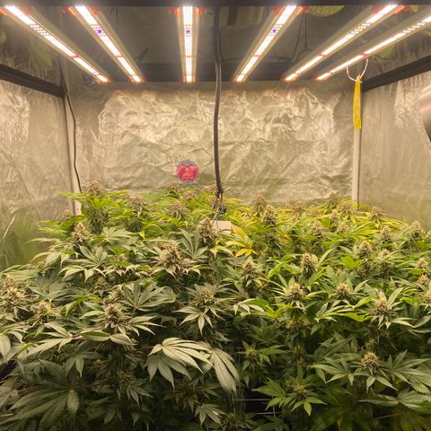 Blueberry Pancake growlog timeline photo