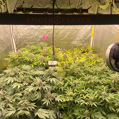 Blueberry Pancake growlog timeline photo