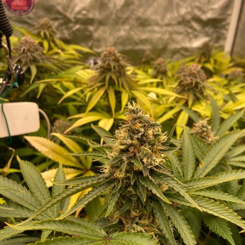 Blueberry Pancake growlog timeline photo