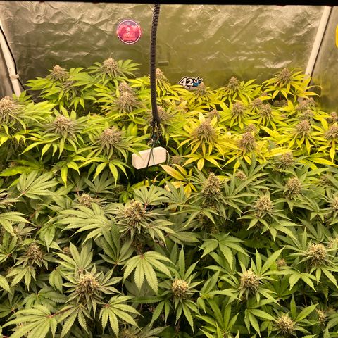 Blueberry Pancake growlog timeline photo