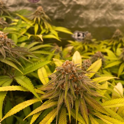 Blueberry Pancake growlog timeline photo