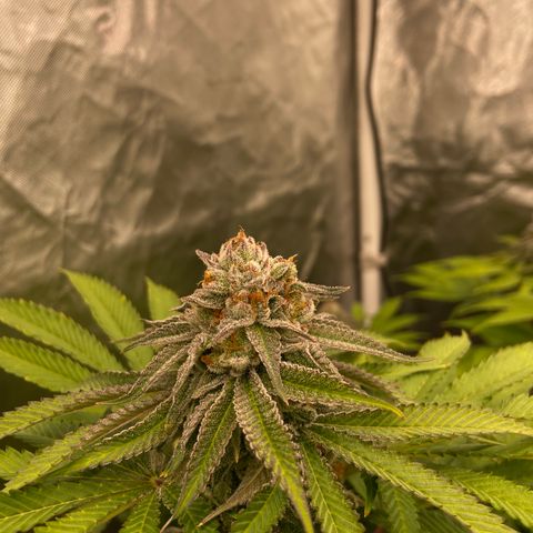 Blueberry Pancake growlog timeline photo