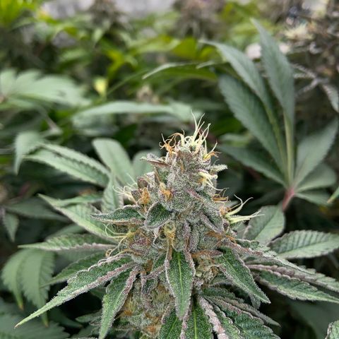 Blueberry Pancake growlog timeline photo