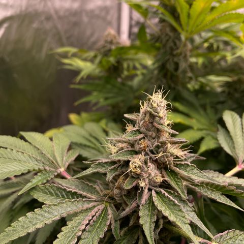 Blueberry Pancake growlog timeline photo