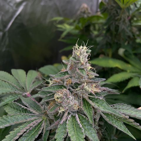 Blueberry Pancake growlog timeline photo
