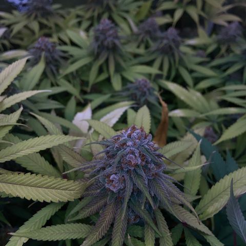 Blueberry Pancake growlog timeline photo