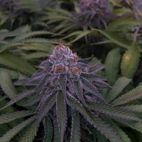 Blueberry Pancake growlog timeline photo