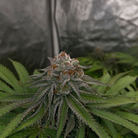 Blueberry Pancake growlog timeline photo