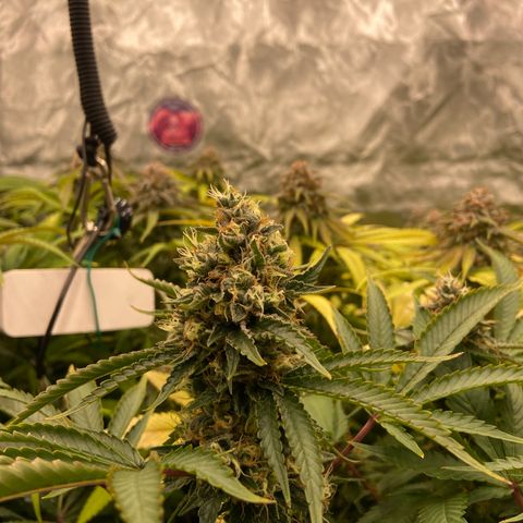 Blueberry Pancake growlog timeline photo