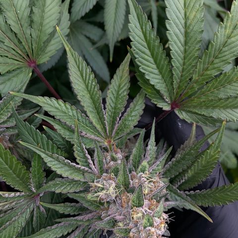 Blueberry Pancake growlog timeline photo