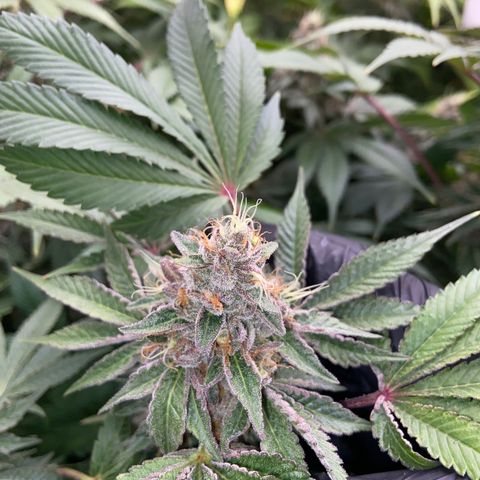 Blueberry Pancake growlog timeline photo