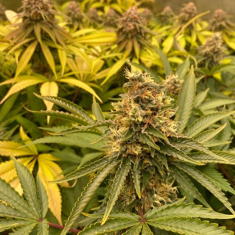 Blueberry Pancake growlog timeline photo