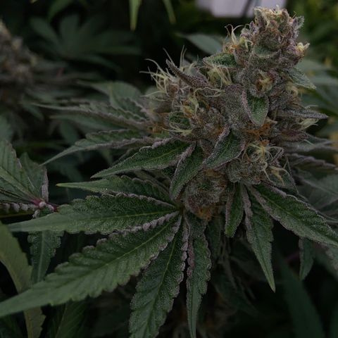 Blueberry Pancake growlog timeline photo