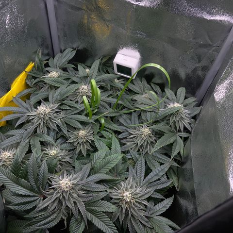 Alienz growlog timeline photo