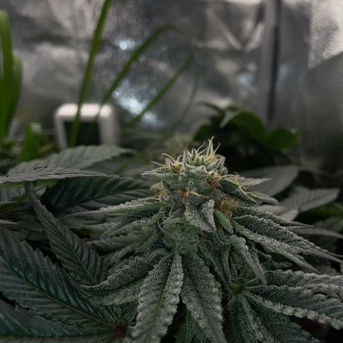Alienz growlog timeline photo
