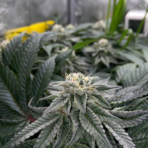 Alienz growlog timeline photo