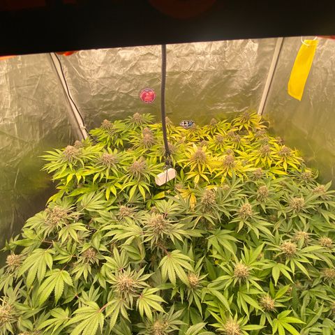 Blueberry Pancake growlog timeline photo