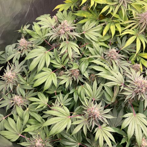 Blueberry Pancake growlog timeline photo