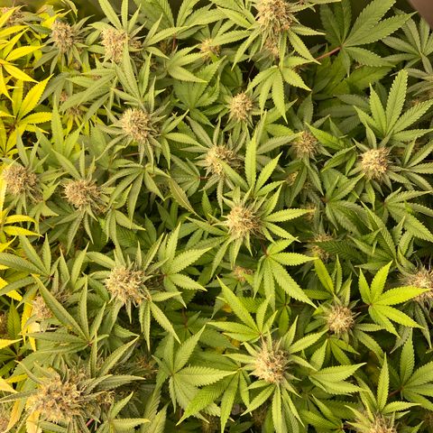 Blueberry Pancake growlog timeline photo