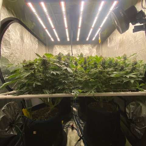 Blueberry Pancake growlog timeline photo