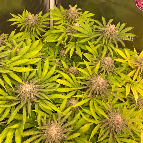 Blueberry Pancake growlog timeline photo