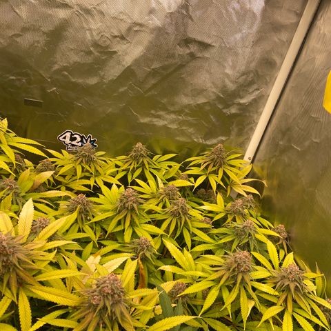 Blueberry Pancake growlog timeline photo