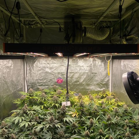 Blueberry Pancake growlog timeline photo