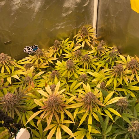 Blueberry Pancake growlog timeline photo