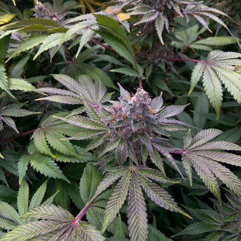 Blueberry Pancake growlog timeline photo