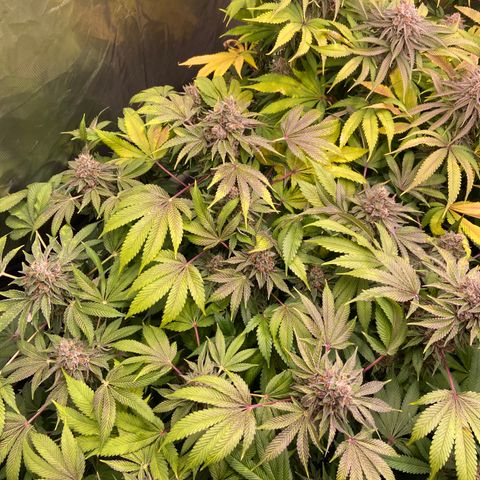 Blueberry Pancake growlog timeline photo