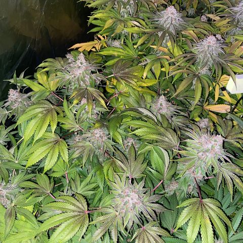 Blueberry Pancake growlog timeline photo