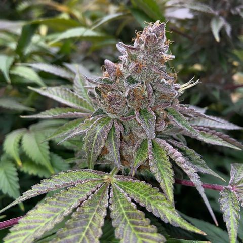 Blueberry Pancake growlog timeline photo