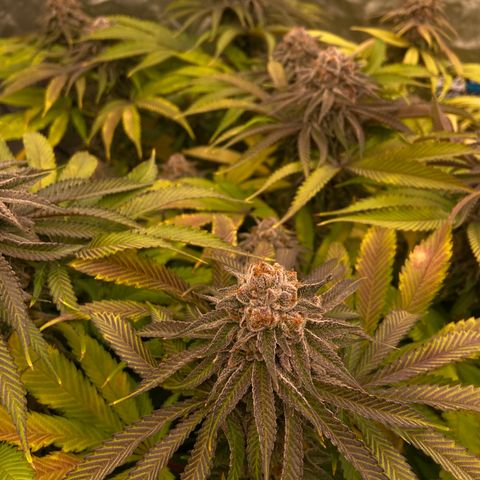 Blueberry Pancake growlog timeline photo