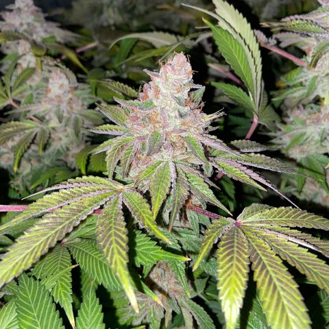 Blueberry Pancake growlog timeline photo