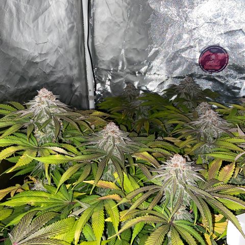 Blueberry Pancake growlog timeline photo