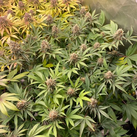 Blueberry Pancake growlog timeline photo