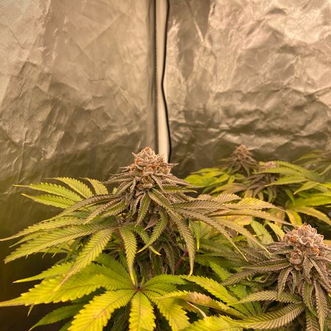 Blueberry Pancake growlog timeline photo