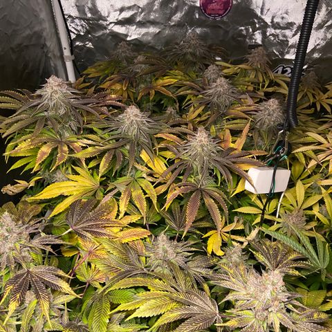 Blueberry Pancake growlog timeline photo