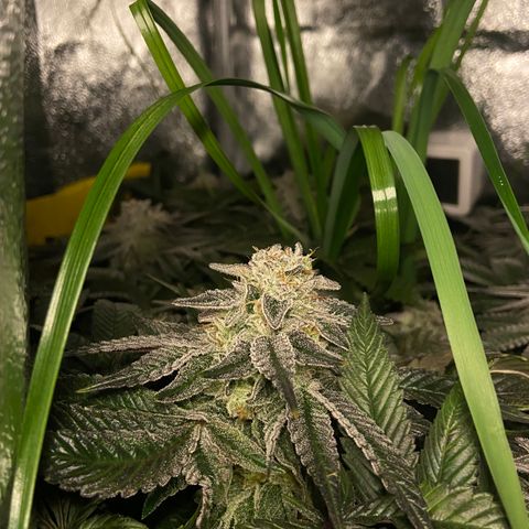 Blueberry Pancake growlog timeline photo