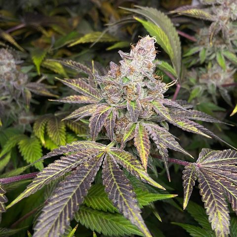 Blueberry Pancake growlog timeline photo