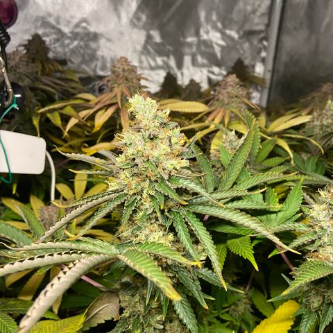 Blueberry Pancake growlog timeline photo