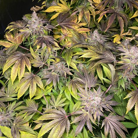 Blueberry Pancake growlog timeline photo