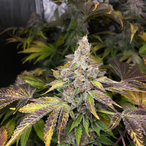 Blueberry Pancake growlog timeline photo