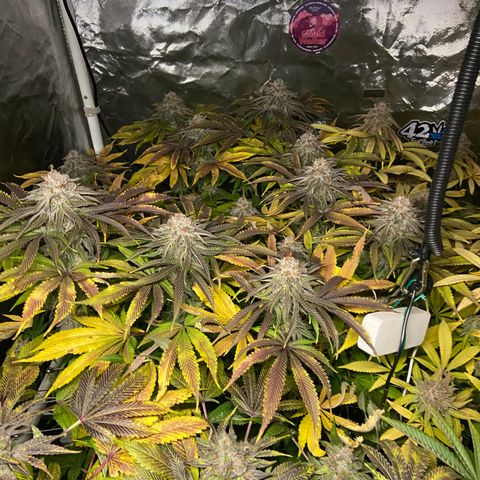 Blueberry Pancake growlog timeline photo