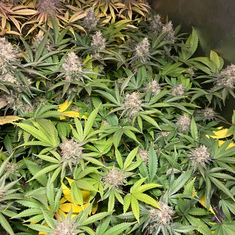 Blueberry Pancake growlog timeline photo