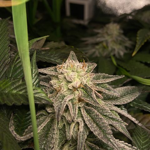 Alienz growlog timeline photo