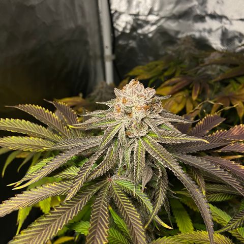 Blueberry Pancake growlog timeline photo
