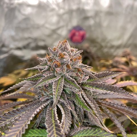 King’s Juice growlog timeline photo