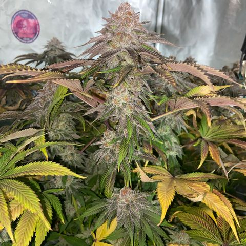 King’s Juice growlog timeline photo