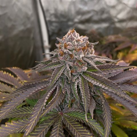 King’s Juice growlog timeline photo